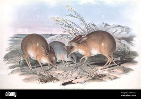 Pig Footed Bandicoot Hi Res Stock Photography And Images Alamy