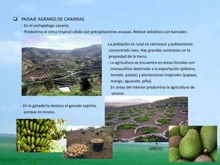 Dominios Y Paisajes Agrarios En Espa A Ppt