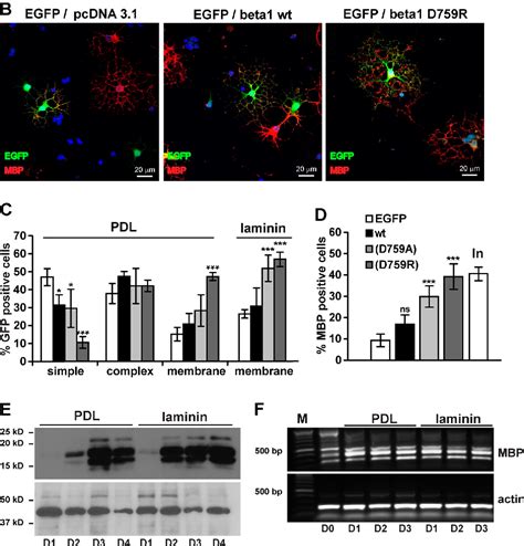 Figure 1 From Translation Of Myelin Basic Protein MRNA In