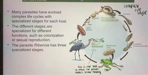 Solved ecology explain diagram step by step please dont just | Chegg.com