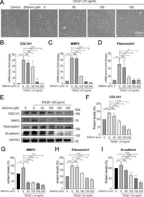 Figure From Silibinin Prevents Tgf Induced Emt Of Rpe In