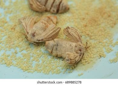 Silkworm Moth Laying Eggs Stock Photo 689885278 | Shutterstock