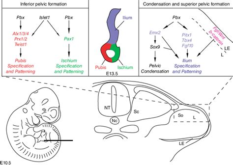 4. Pelvic development and morphogenesis: Diagram of a transverse ...