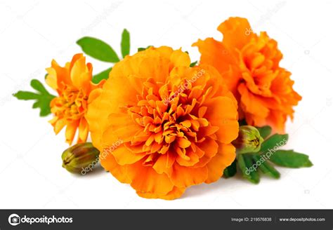 Closeup Fresh Marigold Flower Isolated White Background Stock Photo by ...