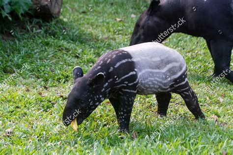 Bayu Twomonthold Baby Malayan Tapir Seen Editorial Stock Photo - Stock ...