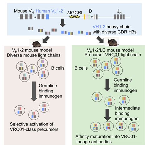 Induction Of Hiv Neutralizing Antibody Lineages In Mice With Diverse Precursor Repertoires Cell