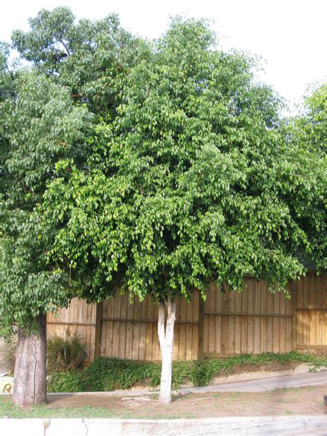 Árbol Ficus Benjamina Parques Alegres Iap