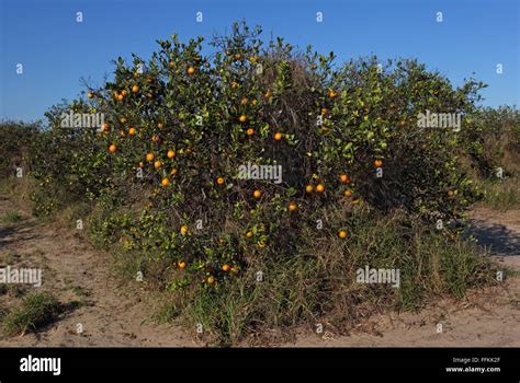 Citrus Grove High Resolution Stock Photography And Images Alamy