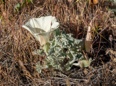 Coast Range False Bindweed From Colusa County CA USA On May 12 2023