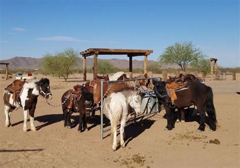 Pony Ranch Aims To Be A Place Where Kids Learn To Love Animals Area