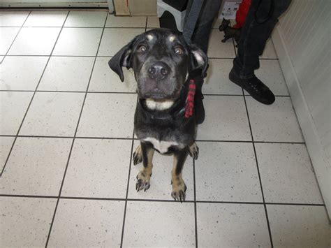 The Canine Scrub - Home | Facebook