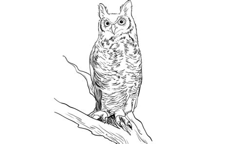 How to Draw a Realistic Owl Step by Step