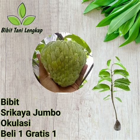 Jual Bibit Tanaman Buah Srikaya Jumbo Cepat Berbuah Shopee Indonesia