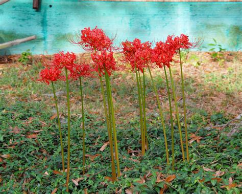 Lycoris Radiata Bulbs Buy Red Spider Lilies Online At Farmer Gracy Uk