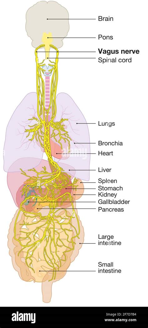 Vagus Nerve Cadaver