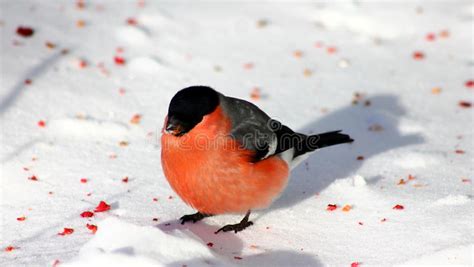 Winter Fight Of Bullfinch And Greenfinch Stock Photo Image Of