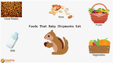 What Do Baby Chipmunks Eat? - Feeding Nature