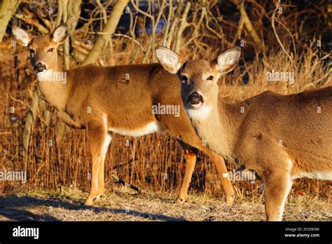 Wild Deer On The Side Of The Road In The Sandy Hook Gateway National