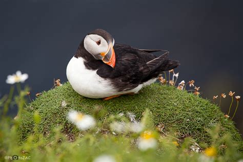 PhotoJAC Islas Shetland Escocia