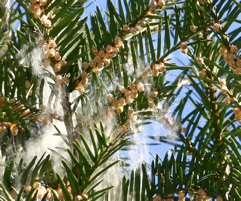 Yew Tree Having Sex With The Wind By Arbeerde Flickr Photo Sharing