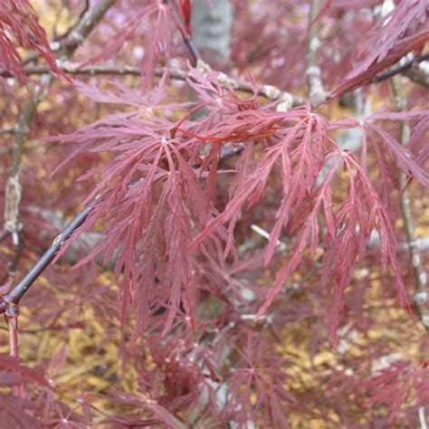 Orange Dream Japanese Maple | Plant Addicts