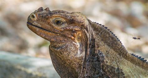 What Animals Can You See In The Dominican Republic Iberia Plus