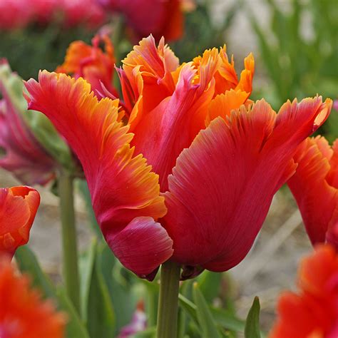 Get Tulip Amazing Parrot Spring Flowering Bulbs In Mi At English Gardens Nurseries Serving