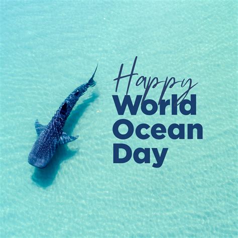 Shark Happy World Ocean Day World Ocean Day