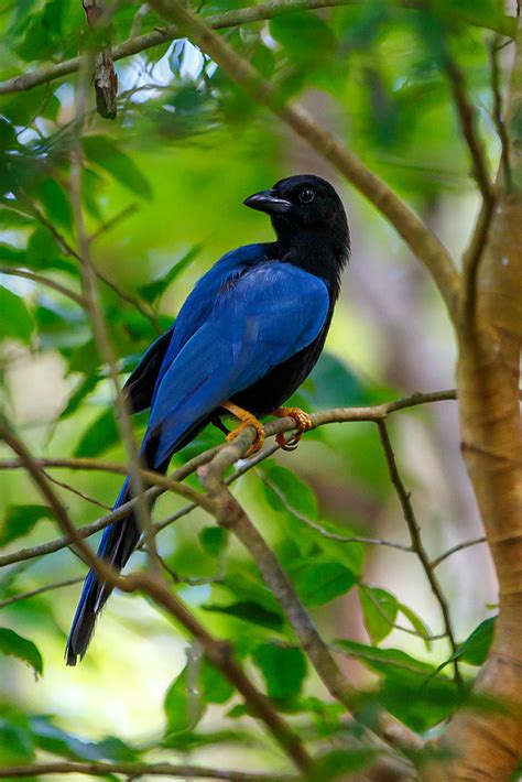 Cyanocorax Yucatanicus Sergeyfomchenkov Flickr