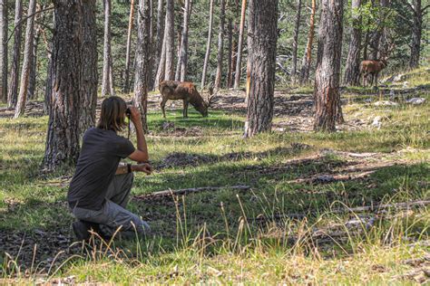 Safari Le Brame Du Cerf R Serve Biologique Des Monts D Azur