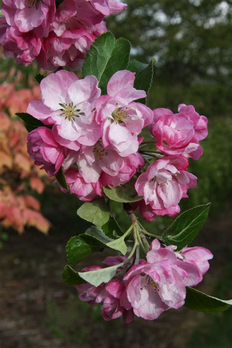 Malus Spectabilis