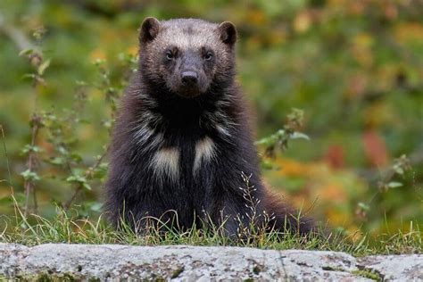 Fox Predators: What Eats Foxes? (15 Natural Enemies)