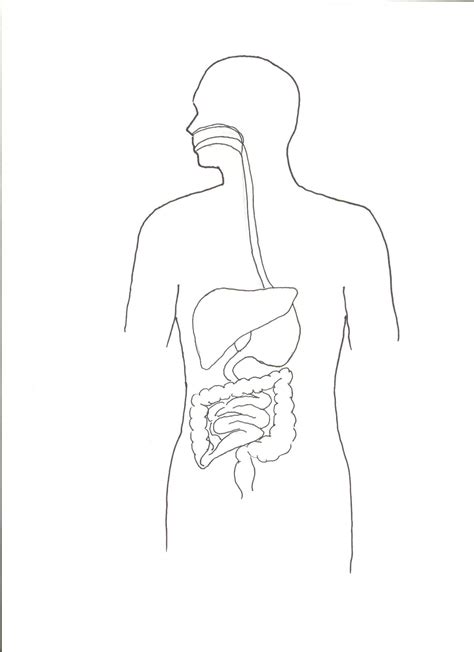 Blank Diagrams Of Digestive System Digestive System Blank A