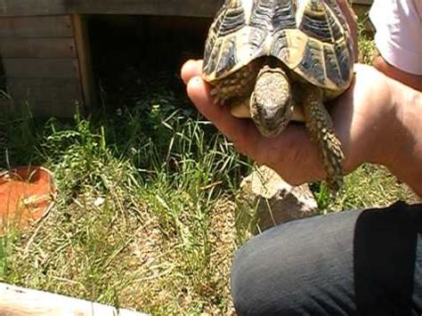 Tortues D Hermann Comment Reconnaitre Un Male D Une Femelle Youtube