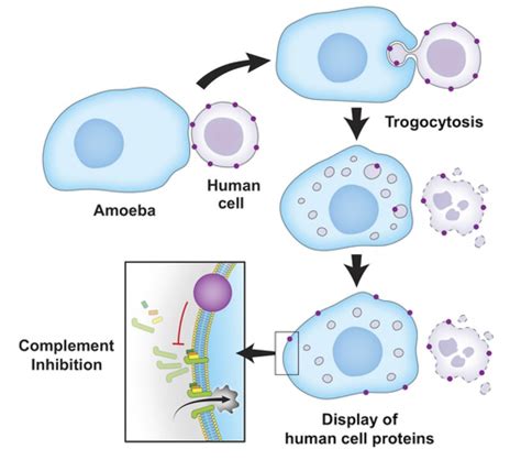 Trogocytosis By Entamoeba Histolytica Mediates Acquisition And Display Of Human Cell Membrane