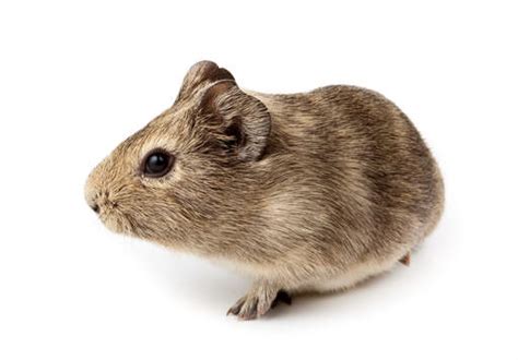 Agouti Guinea Pigs | Agouti For Sale | Guinea Pig Breeds