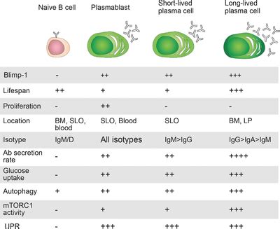 Of The Cellular And Metabolic Properties Associated With Antibody