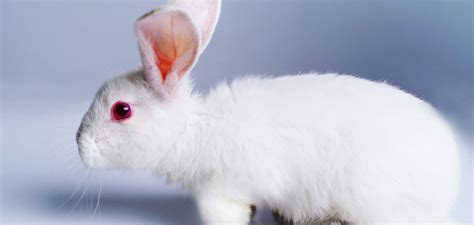 Albino Rabbit Unveiling The Secrets Of The Completely White Bunny