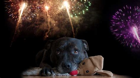 Tipps für Silvester mit Hund DogDialog Hundeschule Wien