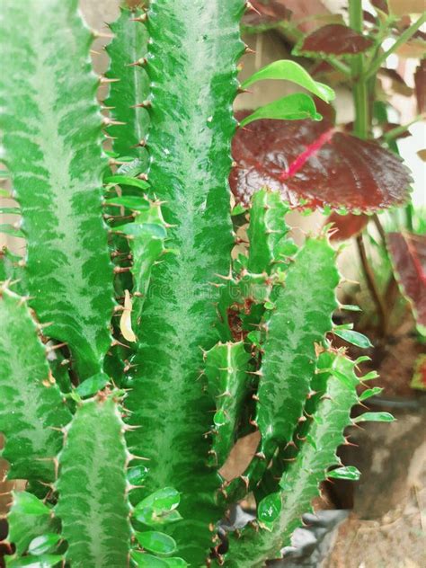 Una Hermosa Planta Verde Pero Peligrosa Porque Tiene Espinas Agudas