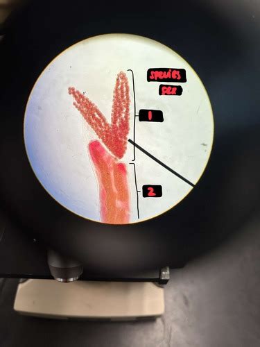 Final Lab Arthropods Flashcards Quizlet