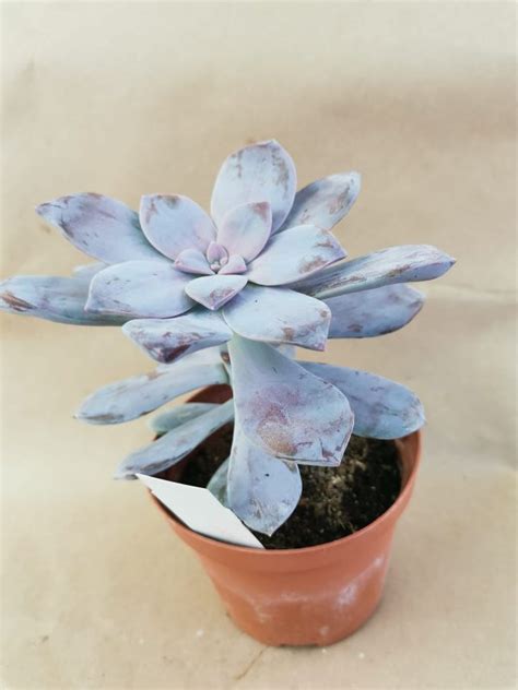 Graptopetalum Pentandrum Superbum Siracactus Vendita Online