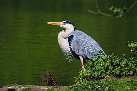 10 Animals That Live In A Lake