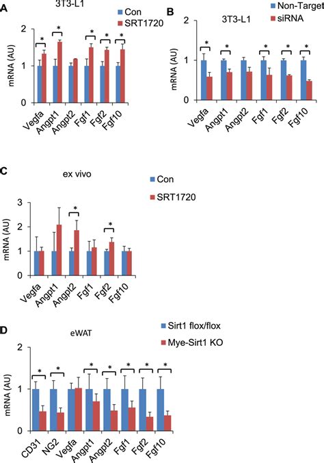 Srt Treatment Promotes Angiogenesis A Relative Mrna Expression