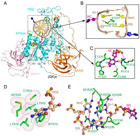 Genes Free Full Text Structural Basis Of DNMT1 And DNMT3A Mediated