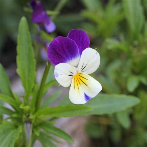 Viola Tricolor