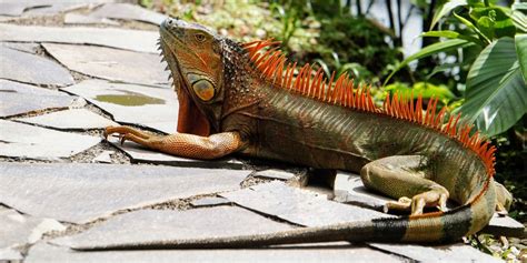 Iguana Removal Tips And Tricks To Keep Them Away From Home