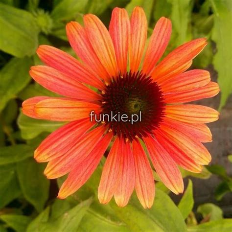 Je Wka Purpurowa Echinacea Pink Pearl Sadzonka Cena Z