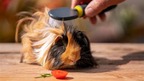 5 Best Guinea Pig Grooming Kit Must Read Guinea Pig Tube