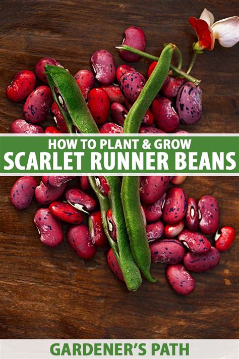 How To Plant And Grow Scarlet Runner Beans Gardeners Path